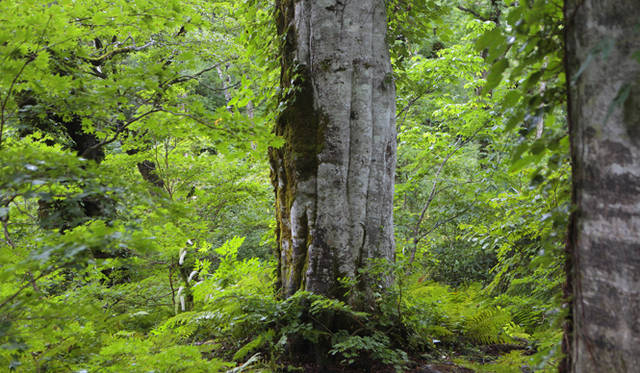<strong>プロフェッショナルと巡る森～岐阜県の“ウェルネス・ツーリズム”</strong> ブナの巨木がそこここに残っている