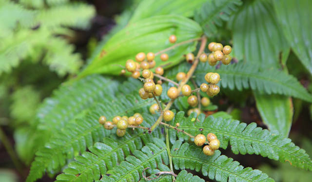 <strong>プロフェッショナルと巡る森～岐阜県の“ウェルネス・ツーリズム”</strong> 徐々に色づきはじめたユキザザの実