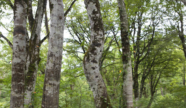<strong>プロフェッショナルと巡る森～岐阜県の“ウェルネス・ツーリズム”</strong> 奇妙に曲がったブナ