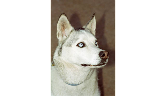 <strong>「EXHIBITION　A」</strong>　Peter Sutherland　Dog Years　edition of 50 /※サイン入り　キャンバス (203x304mm)　1万8000円