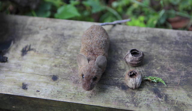  このネズミはぬいぐるみなのでご安心を。動物によってクルミの食べ方が異なることの説明に用いられる