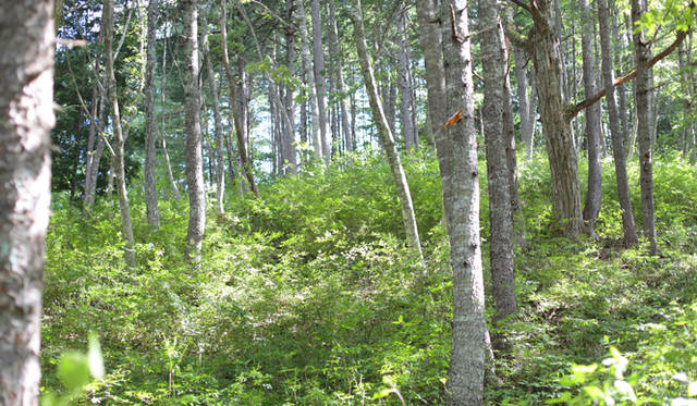  手入れの行き届いた森は明るく、風通しがいい