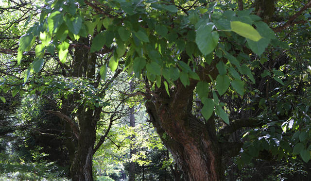  正式和名はミズメザクラ。梓とも呼ばれる。サリチル酸メチル、すなわち湿布薬の香り（！）を持つ木だ