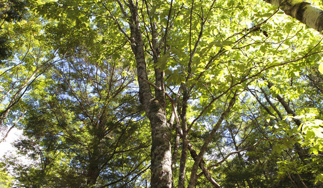 <strong>プロフェッショナルと巡る森～岐阜県の“ウェルネス・ツーリズム”</strong> 出合い小屋付近はブナ、ミズナラといった広葉樹がメインの明るい森だ