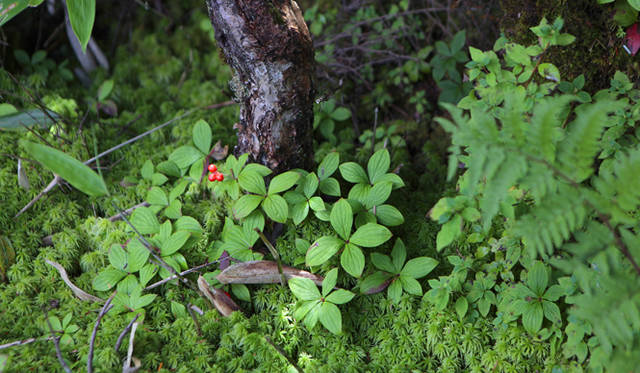 <strong>プロフェッショナルと巡る森～岐阜県の“ウェルネス・ツーリズム”</strong> 林床の植生は実に多彩