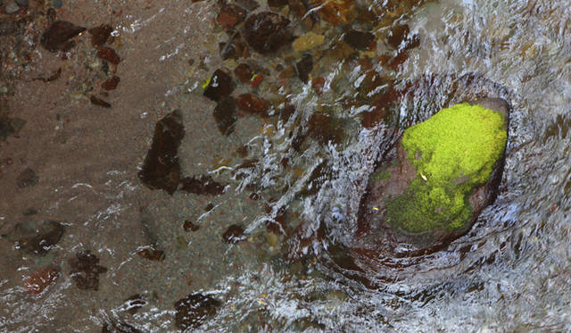 <strong>プロフェッショナルと巡る森～岐阜県の“ウェルネス・ツーリズム”</strong> 五色ヶ原の森を流れる渓の水は、きわめて清冽である