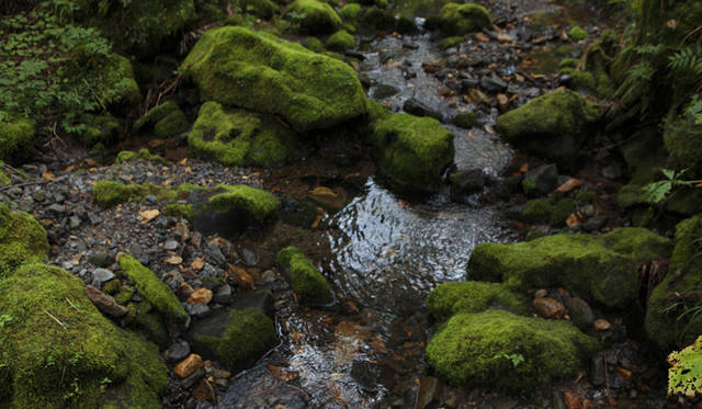 <strong>プロフェッショナルと巡る森～岐阜県の“ウェルネス・ツーリズム”</strong> 五色ヶ原のなかでももっとも標高の高い1640メートル付近の、シラベ沢源頭