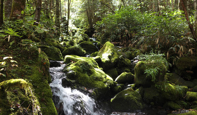 <strong>プロフェッショナルと巡る森～岐阜県の“ウェルネス・ツーリズム”</strong> 10分ほど下ると、沢の流れは早く太くなっていった