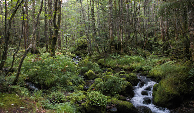 <strong>プロフェッショナルと巡る森～岐阜県の“ウェルネス・ツーリズム”</strong> 苔むした数々の岩は水量と河床の安定を示している