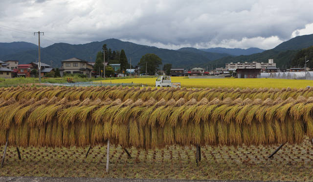 <strong>プロフェッショナルと巡る森～岐阜県の“ウェルネス・ツーリズム”</strong> 9月の水田は収穫を終えていた