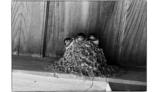 <strong>『いつか見た風景』</strong>　[おてんき]より＜つばめの子＞ 岐阜県荘川村 1991年