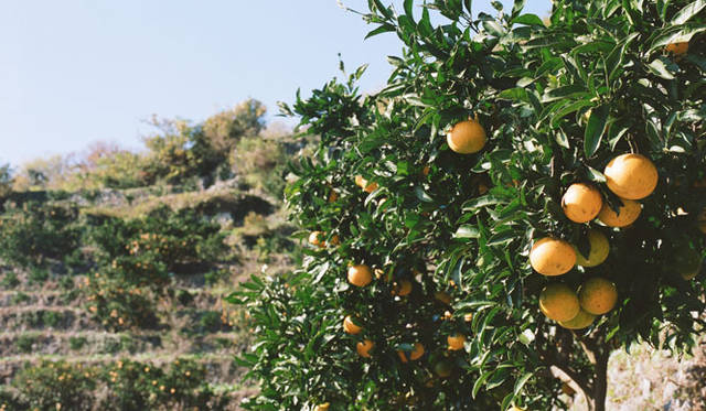 <strong>無茶々園｜むちゃちゃえん</strong>　無茶々園は環境にやさしいみかん作りをこころざしている