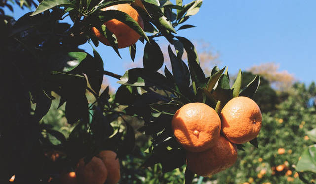 <strong>無茶々園｜むちゃちゃえん</strong>　オーガニックコスメ「yaetoco（ヤエトコ）」は、この柑橘類から誕生した