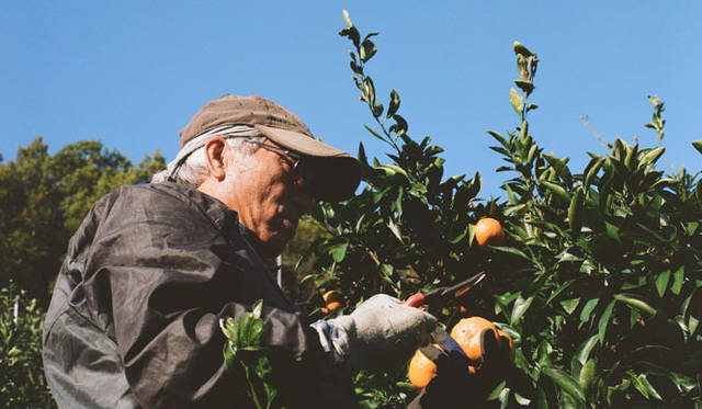 <strong>無茶々園｜むちゃちゃえん</strong>　無茶々園の生産農家の人たち