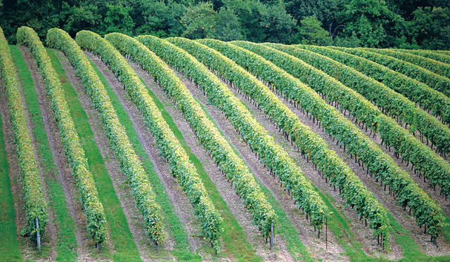 <strong>LOUIS XIII｜ルイ13世</strong>　グランド・シャンパーニュの畑