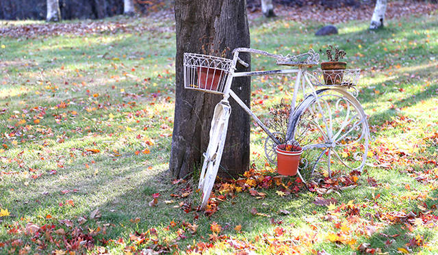 落葉舞う季節。晩秋から初冬に入って、日を追う毎に染まり始めた
