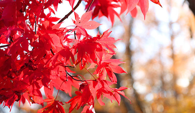 紅葉がすすむ八ヶ岳で真っ赤に染まったもみじが輝く