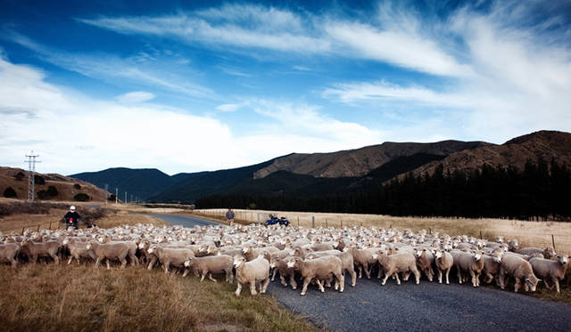<strong>Cloudy Bay｜クラウディー ベイ</strong>　マールボロは土壌の質もよく、ワイン造りのための好条件がそろったエリアだ