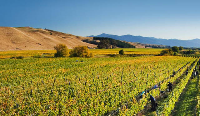 <strong>Cloudy Bay｜クラウディー ベイ</strong>　