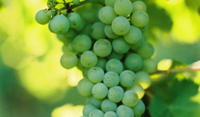 <strong>Cloudy Bay｜クラウディー ベイ</strong>　