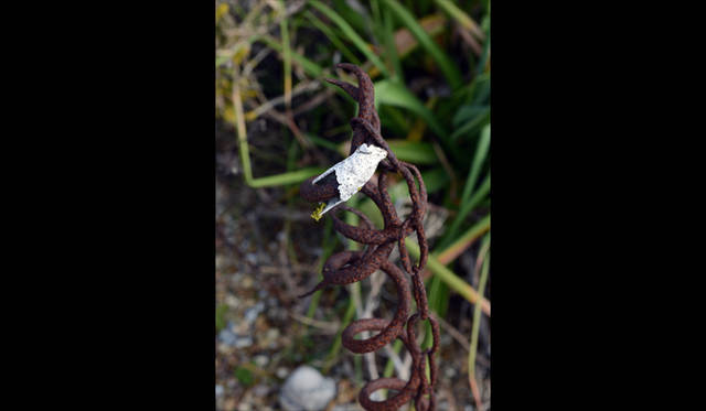 <strong>carnet de jardin｜松永 学</strong> 絶妙なコンポジション