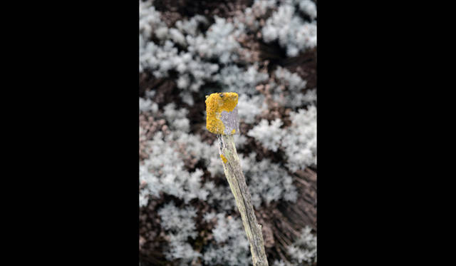 <strong>carnet de jardin｜松永 学</strong> 苔がペイント