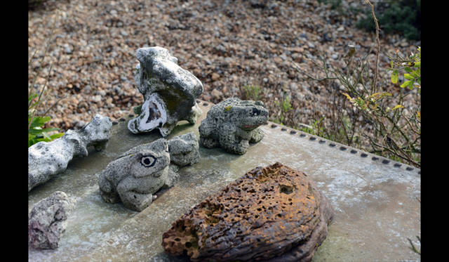 <strong>carnet de jardin｜松永 学</strong> カエル