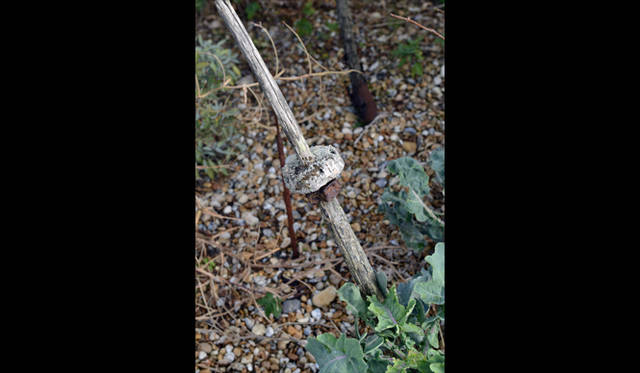 <strong>carnet de jardin｜松永 学</strong> 穴と穴の競演2