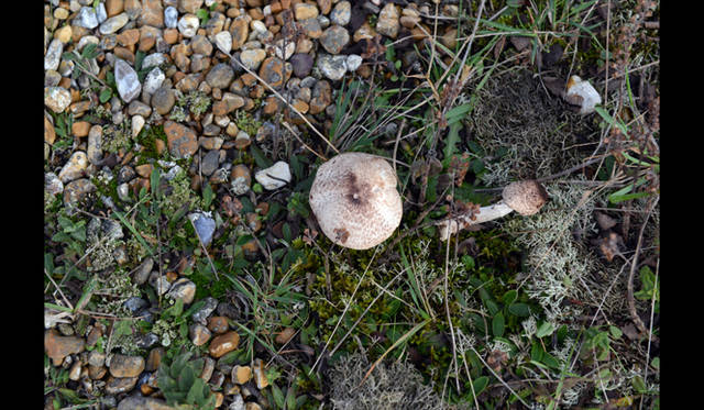 <strong>carnet de jardin｜松永 学</strong> キノコ