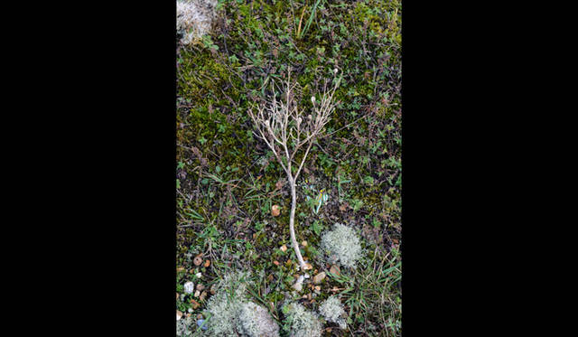 <strong>carnet de jardin｜松永 学</strong> 風で千切れた