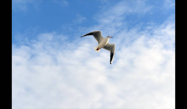 <strong>carnet de jardin｜松永 学</strong> 風で漂う