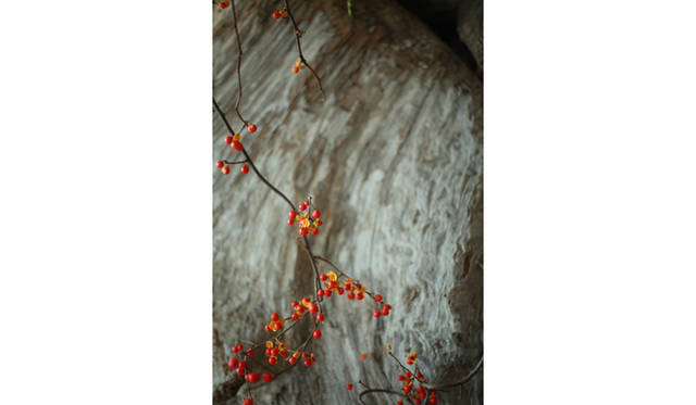 <strong>ART｜『plantica_Nomadic』展</strong>　