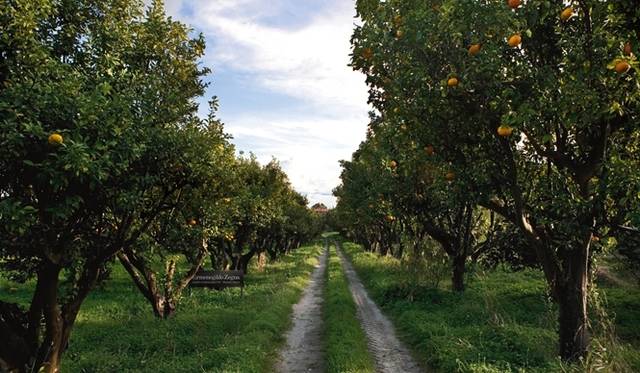 <strong>Ermenegildo Zegna│エルメネジルド ゼニア</strong>　ベルガモットの畑