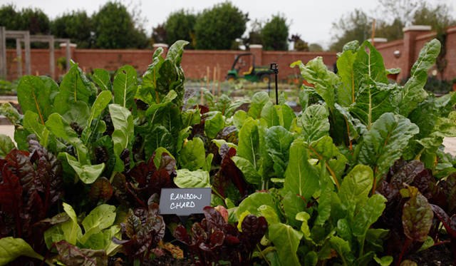<strong>伝統と革新の英国ロイヤル文化を巡る旅</strong>　庭園の中には菜園もあり、ここで育てられて野菜たちは昼夕のテーブルに並ぶ