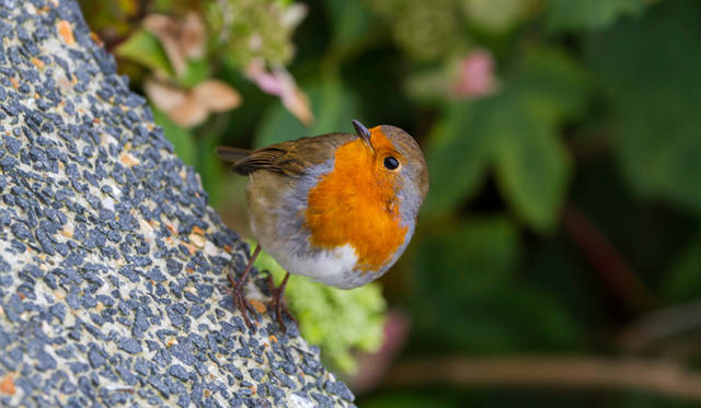 <strong>伝統と革新の英国ロイヤル文化を巡る旅</strong>　国立公園であるニューフォレストの森では、野鳥や野生の馬など、多くの動物を見ることができる
