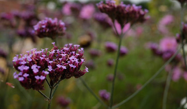 <strong>伝統と革新の英国ロイヤル文化を巡る旅</strong>　季節ごとに色とりどりの花が咲く、チュートン・グレンの庭園