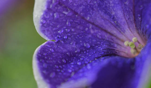 <strong>Nikon｜ニコン</strong>　「命は、輝いている」　使用カメラ｜D3200　使用レンズ｜AF-S DX Micro NIKKOR 40mm f/2.8G