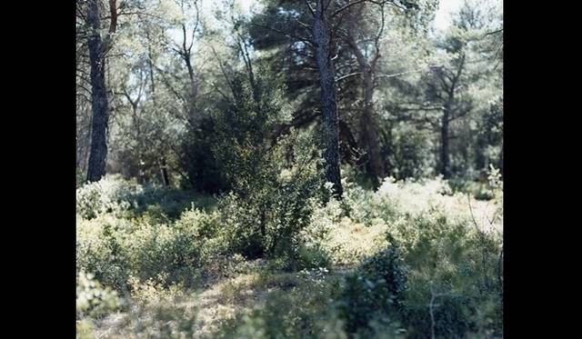 <strong>ART│『鈴木理策 アトリエのセザンヌ』展</strong>　鈴木理策 サンサシオン 09, C-53 2009年 タイプCプリント © Risaku Suzuki / Courtesy of Gallery Koyanagi