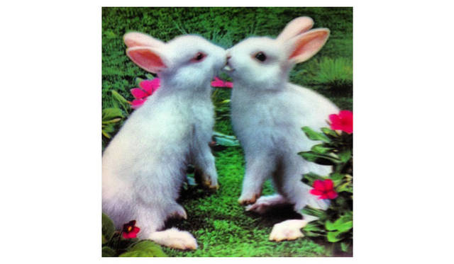 <strong>マシュー・ワォルドマン</strong>　デザイン上の資料というか、絵はがきのコレクションというか、この2匹のウサギはパッと見は可愛いんだけど、よく見ると接着剤で無理にくっつけているようにも見える。気持ち悪いな……