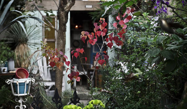 <strong>Green Fingers｜川本 諭</strong>　『Deco Room with Plants -植物とつくる、自分らしいインテリアスタイル-』　川本 諭　自宅庭（2012）　Photographs by Eisuke Komatsubara（moana）