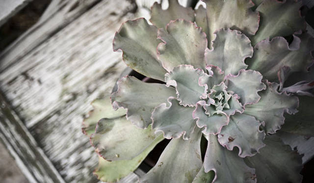 <strong>Green Fingers｜川本 諭</strong>　『Deco Room with Plants -植物とつくる、自分らしいインテリアスタイル-』　Green Fingers / image　Photographs by Eisuke Komatsubara（moana）