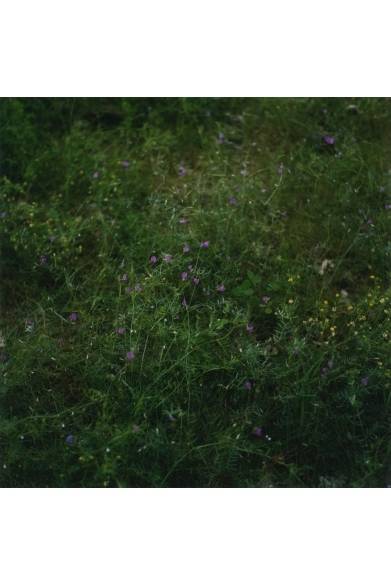 Wiese IX, 2010 © Anne Schwalbe<br /><br />日程│3月23日（土）～4月7日（日）　※月曜定休<br />時間│12:00～20:00<br />会場│POST（limArt内）<br />東京都渋谷区恵比寿南2-10-3<br />Tel.03-3713-8670