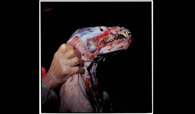 <strong>ART｜田附勝写真展『東北』</strong>　［皮を剥がれた熊］岩手県釜石市2008年11月