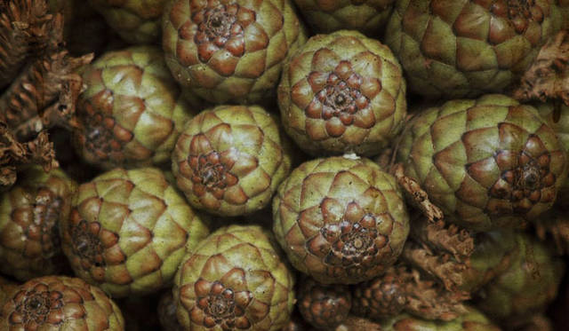 <strong>HELEN KAMINSKI｜ヘレン カミンスキー</strong>　自然素材“ラフィア”の種