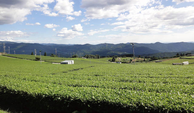 <strong> 新・プレミアム抹茶飲料「遥香（HARUKA）」</strong>　左＝通常販売時、右＝抹茶と水がミックスしはじめた様子