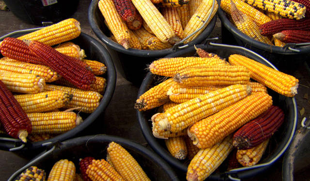 <strong>MOVIE｜『世界が食べられなくなる日』</strong>