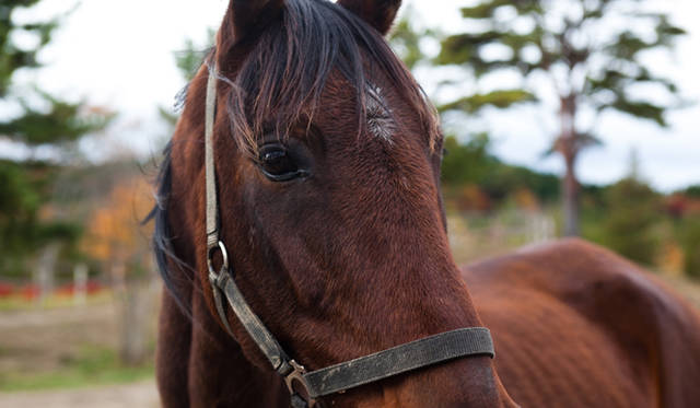 <strong>TRAVEL｜ヘルス・リゾート「天空の庭 天馬夢」</strong>　ここでは、欧米などでは身近なセラピーとしても知られる乗馬や馬とのふれあいが体験できる