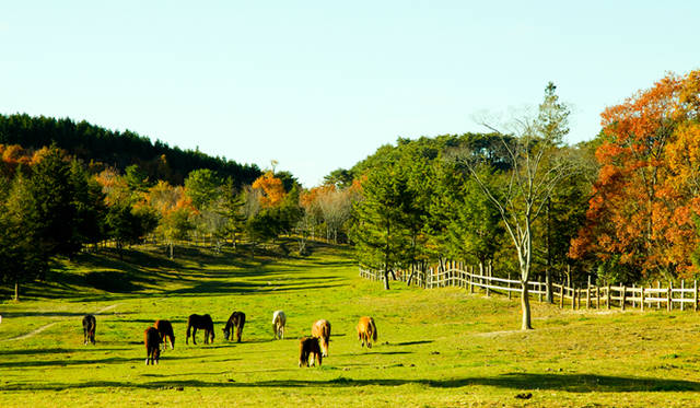 <strong>TRAVEL｜ヘルス・リゾート「天空の庭 天馬夢」</strong>　にんじんや草を食べさせたり、散歩、ブラッシングができる「ふれあいお散歩コース（60分）」から、人馬一体となる爽快感を大自然のなかで味わえる中級者用の「まるごと遊馬コース」まで、多彩なラインナップが用意されている