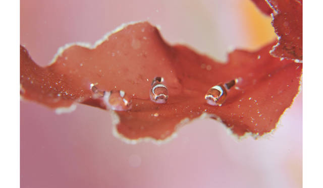 <strong>BOOK｜『ダンゴウオ 海の底から見た震災と再生』</strong>