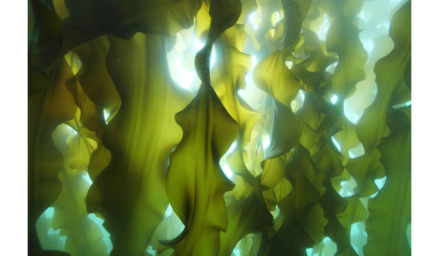 <strong>BOOK｜『ダンゴウオ 海の底から見た震災と再生』</strong>